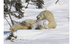 Crown and Andrews Polar Bear Mother