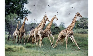 Crown and Andrews Giraffes Running,