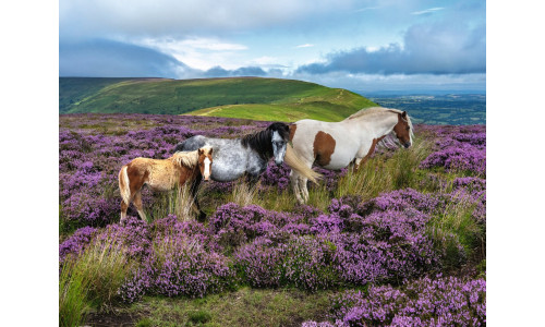 Ravensburger RB01751-6 Wild Horses in the Heather 2000 piece puzzle featuring a herd running across vibrant moorland